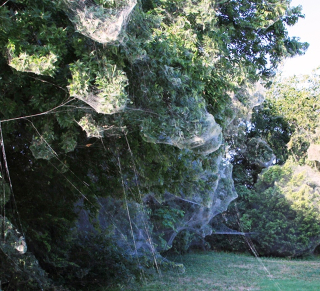 Illustration for article titled Thousands of Spiders Have Teamed Up to Create This Horrifying Mega-Web